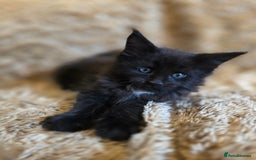 Maine Coon cats for sale: Stunning GCCF Registered Maine Coon kittens  - Image 5