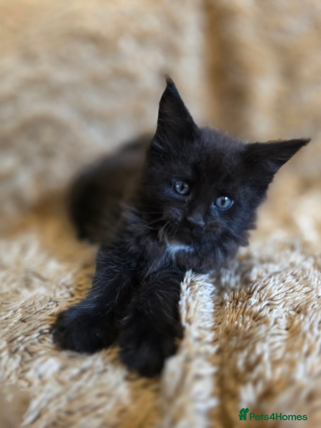 Maine Coon cats for sale: Stunning GCCF Registered Maine Coon kittens  - Image 5