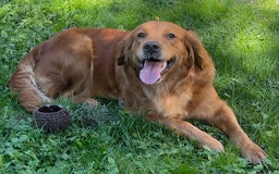 Golden Retriever dogs for sale: Hips elbows DNA perfect. 5 years old this july - Image 9