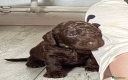 Mixed Breed dogs for sale: Irish cockapoo puppy  - Image 3