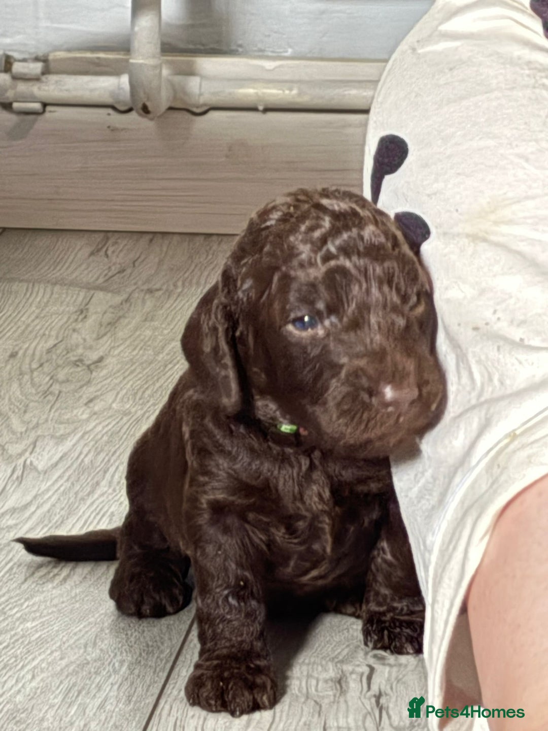 Mixed Breed dogs for sale: Irish cockapoo puppy  - Image 3