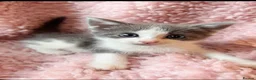 Mixed Breed cats for sale: Gorgeous blue and white kittens  - Advert 6