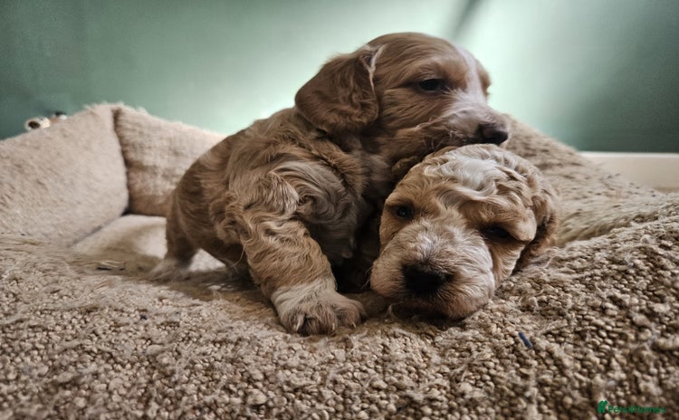 Cockapoo dogs - Advert 1