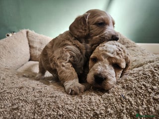 Cockapoo dogs - Advert 1