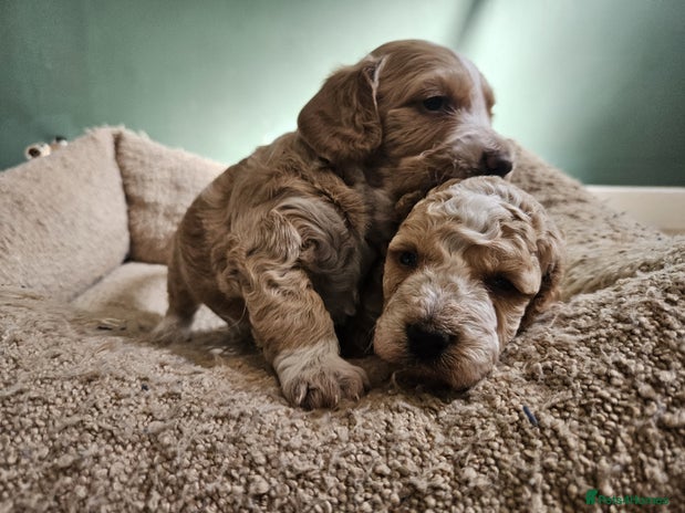 Cockapoo dogs - Advert 1