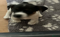 Jack Russell dogs for sale: Jack Russell Pup - Advert 5