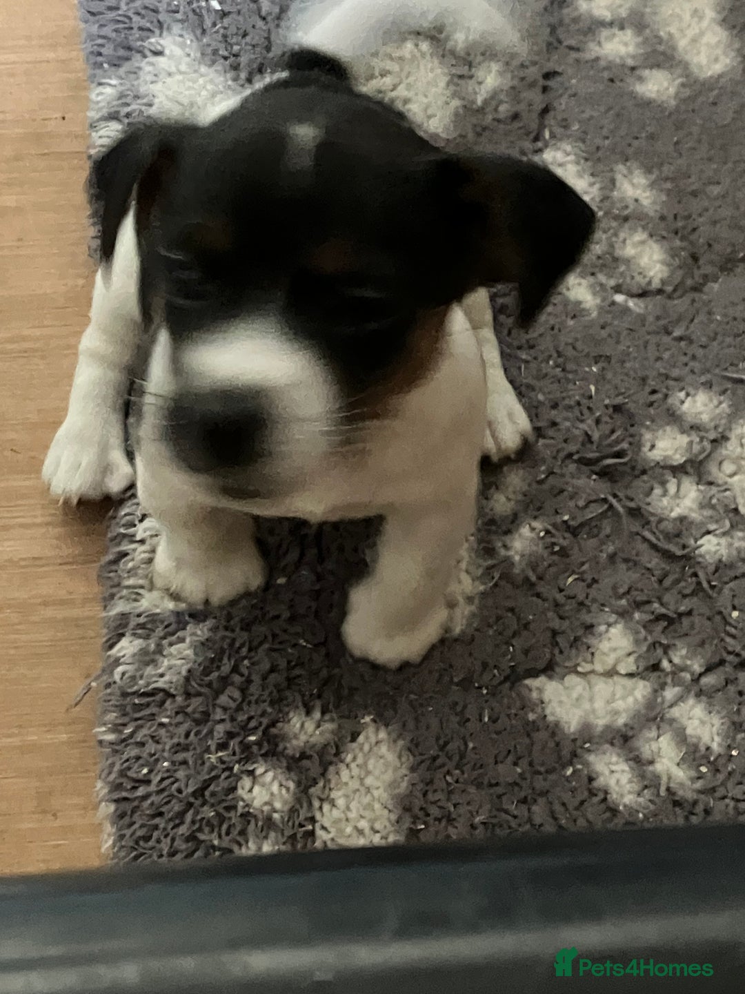 Jack Russell dogs for sale: Jack Russell Pup - Advert 5