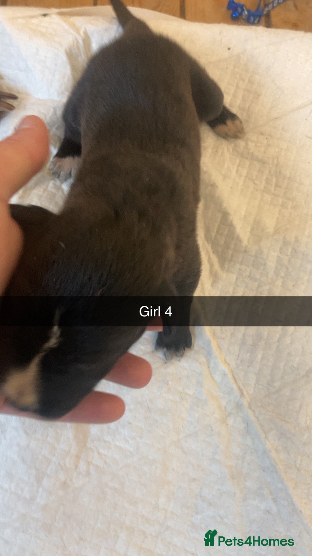 Mixed Breed dogs for sale: PressaXAmerican bull dog  - Image 10
