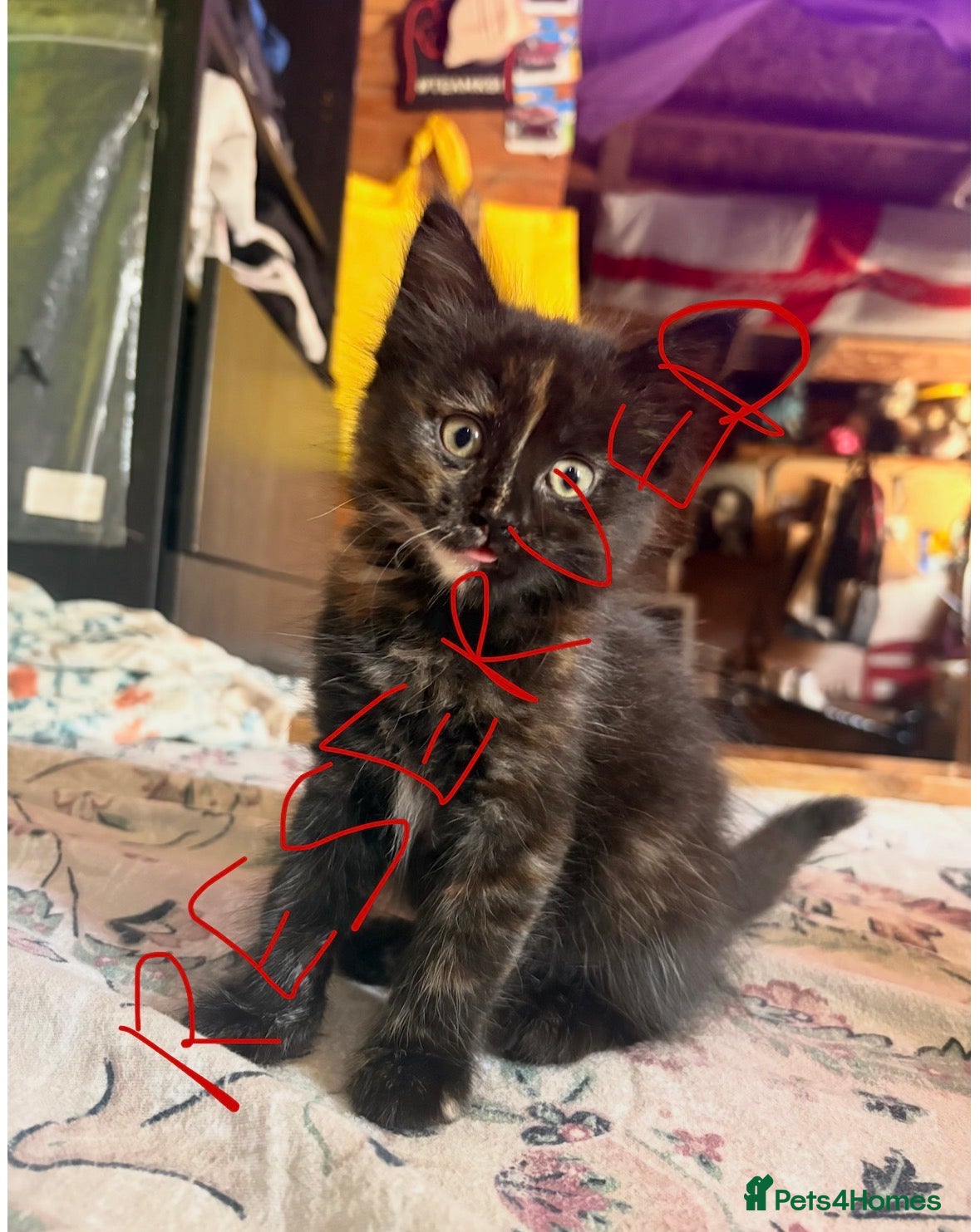 Domestic Shorthair cats Gorgeous kittens for sale - Advert 14