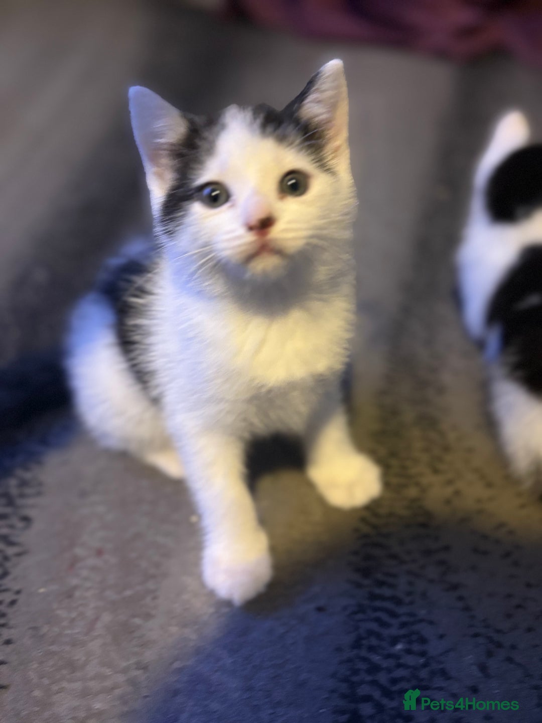 Mixed Breed cats for sale: Two kittens available for new homes  - Image 10
