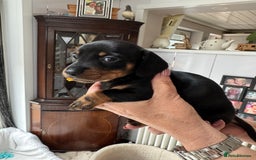 Miniature Dachshund dogs for sale: Miniature dachshund puppies - Image 18