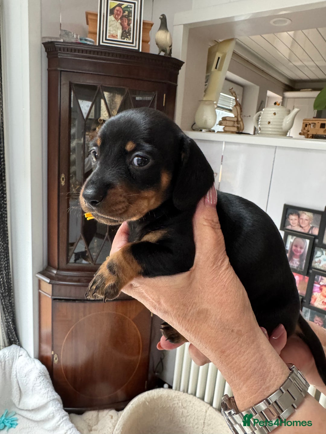 Miniature Dachshund dogs for sale: Miniature dachshund puppies - Image 18