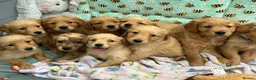 Golden Retriever dogs for sale: PERFECT LITTER KC REG HEALTH TESTED GOLDENS - Advert 5