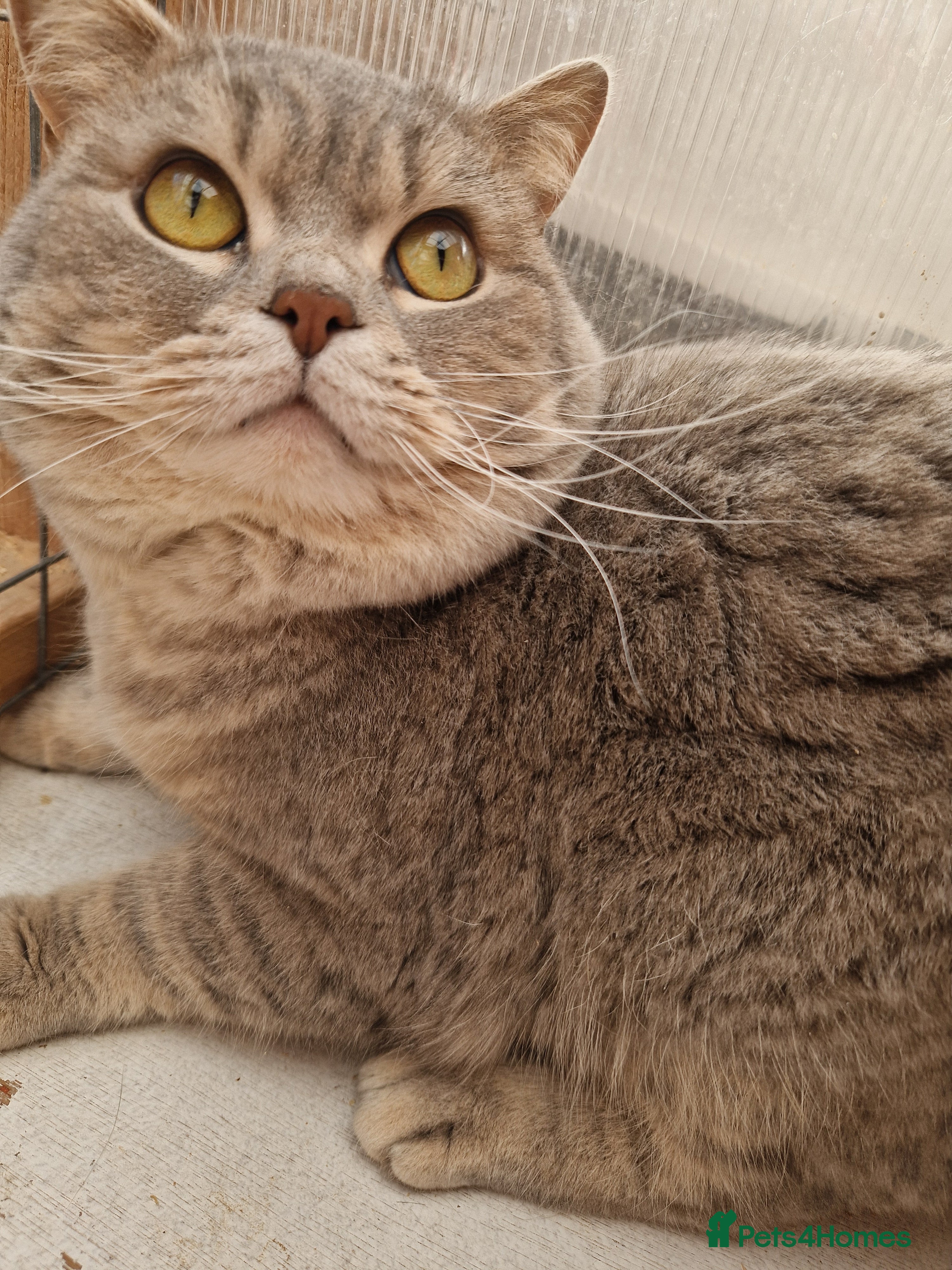 British Shorthair cats British Shorthair Male - Advert 3
