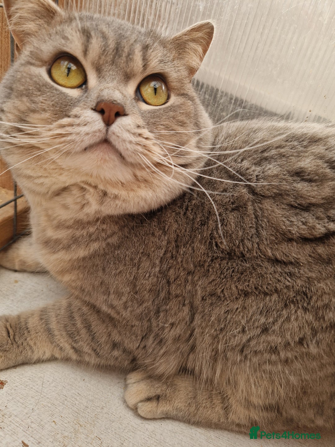 British Shorthair cats for sale: British Shorthair Male - Advert 1