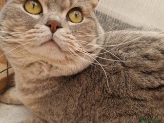 British Shorthair cats British Shorthair Male - Advert 6