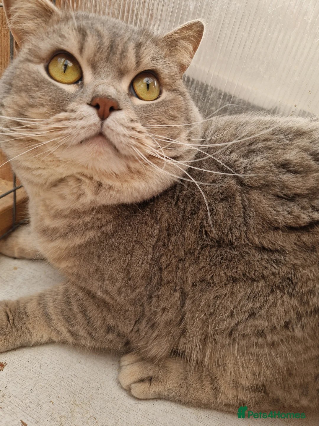 British Shorthair cats for sale: British Shorthair Male - Advert 1