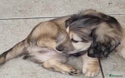 Miniature Dachshund dogs for sale: ***KC MINIATURE LONG HAIRED DACHSHUND *** - Image 3