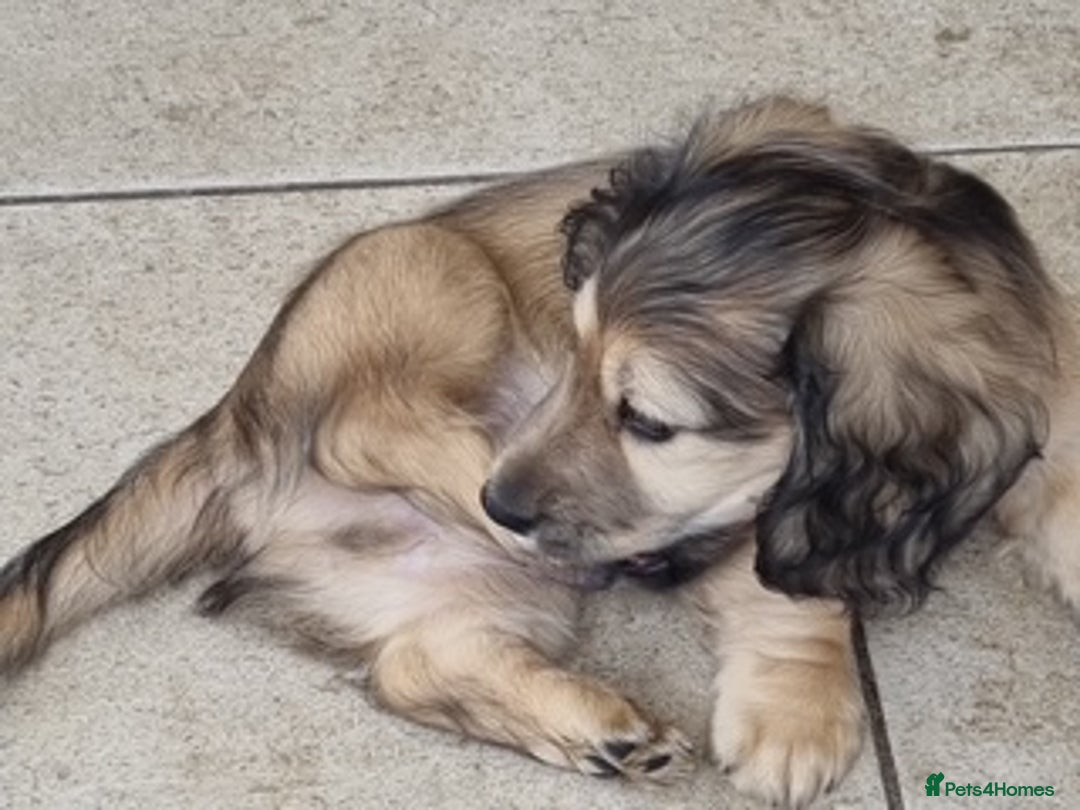 Miniature Dachshund dogs for sale: ***KC MINIATURE LONG HAIRED DACHSHUND *** - Image 3