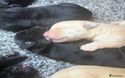 Labrador Retriever dogs for sale: 🖤 Labrador Puppies 💛 - Image 5