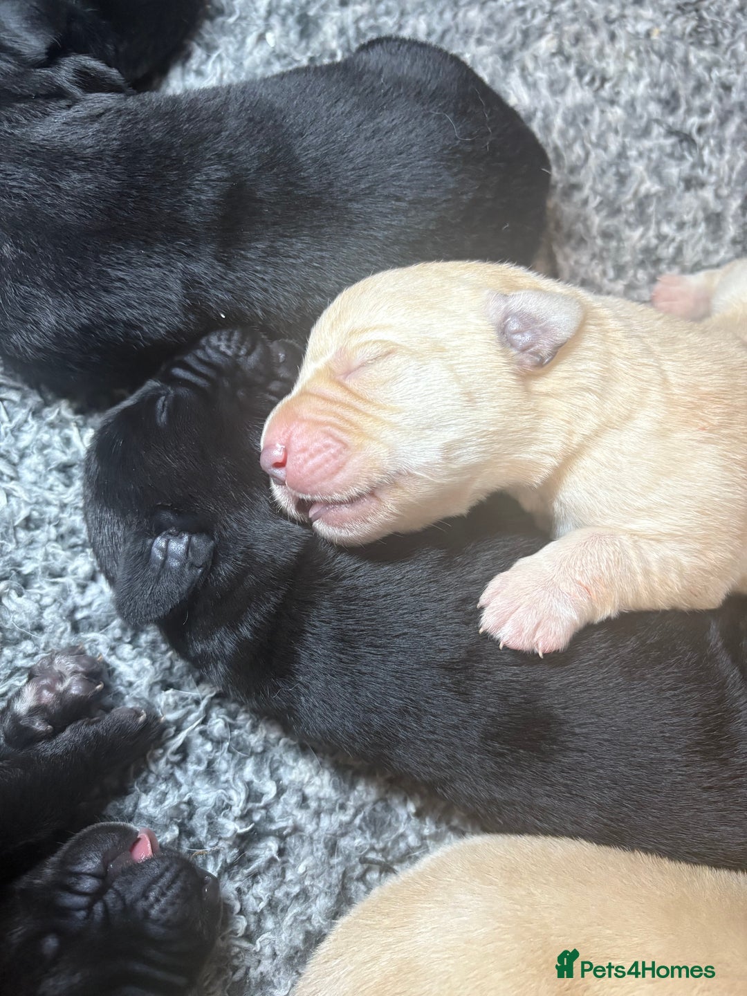 Labrador Retriever dogs for sale: 🖤 Labrador Puppies 💛 - Image 5