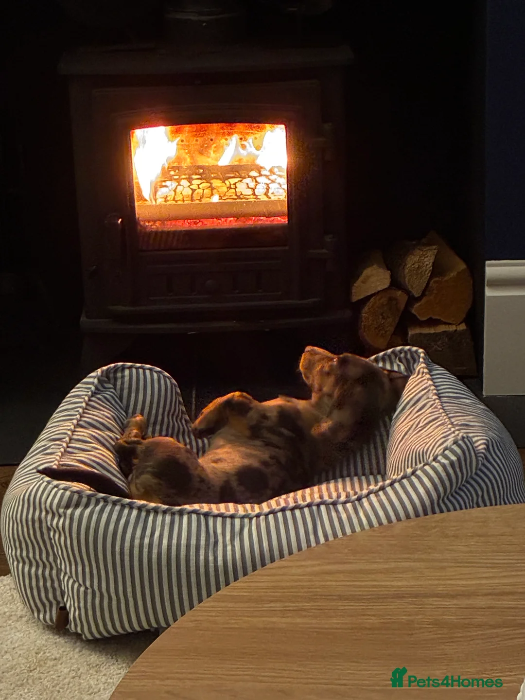 Miniature Dachshund dogs for sale: Mini Dachshund - 6 months old - Advert 3