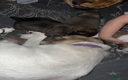 Mixed Breed dogs for sale: Beautiful little chugs  - Image 5