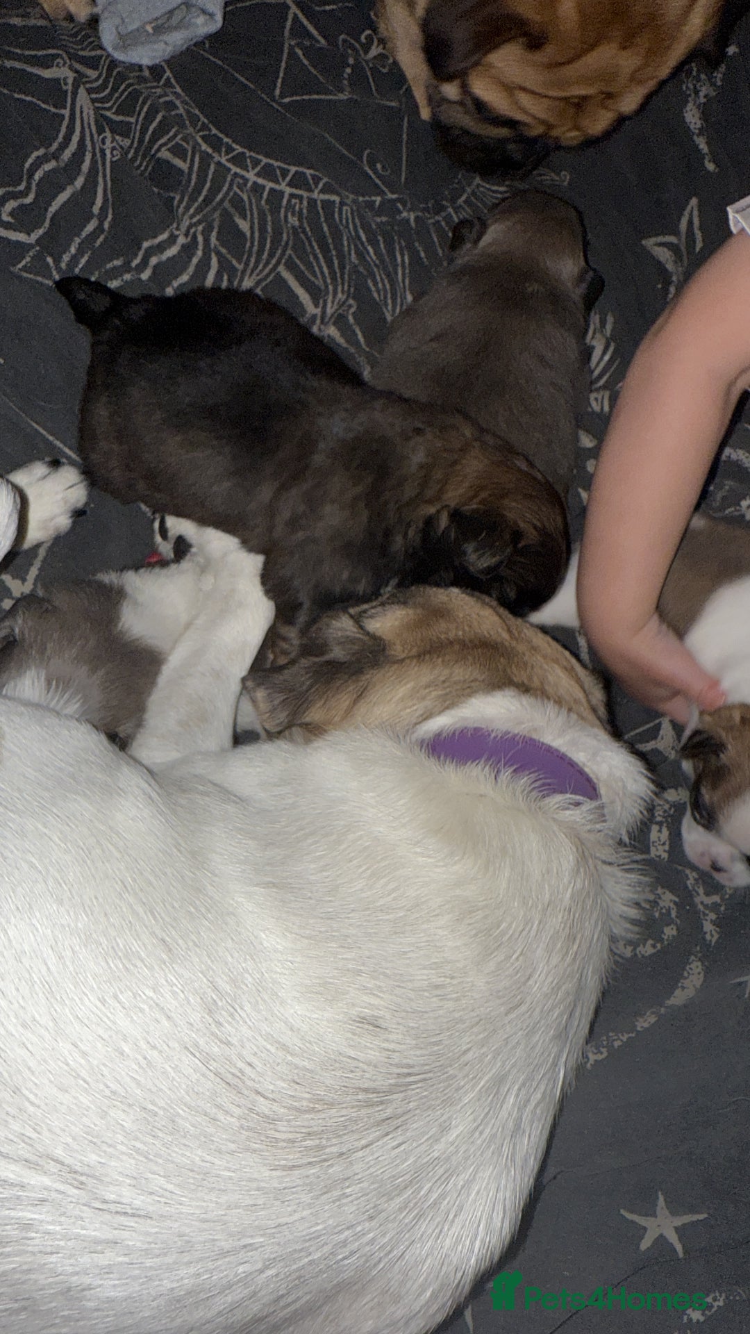 Mixed Breed dogs for sale: Beautiful little chugs  - Image 5