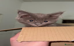 Mixed Breed cats for sale: Sweet Female Cats: Silver Tabby & Grey Longhair - Image 1