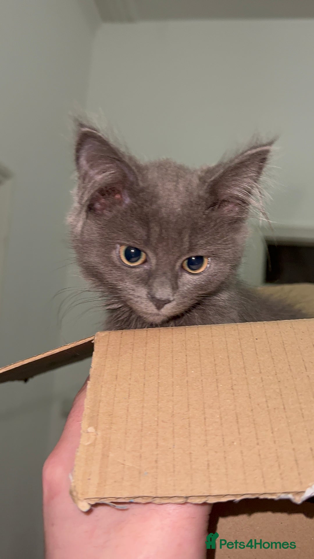 Mixed Breed cats for sale: Sweet Female Cats: Silver Tabby & Grey Longhair - Image 1