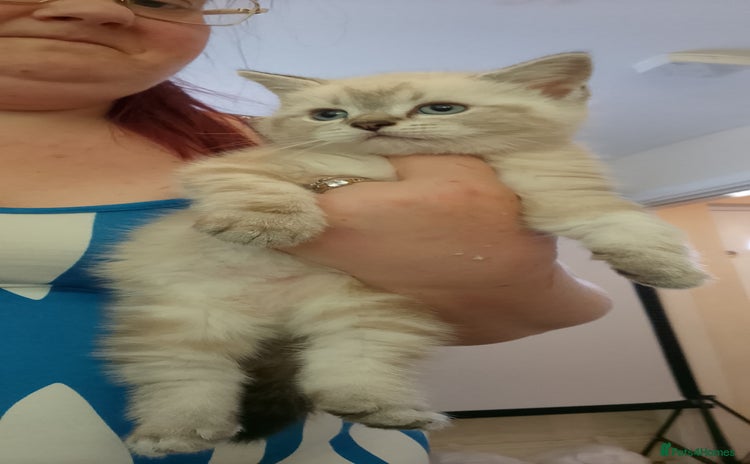 Scottish Fold cats - Advert 16