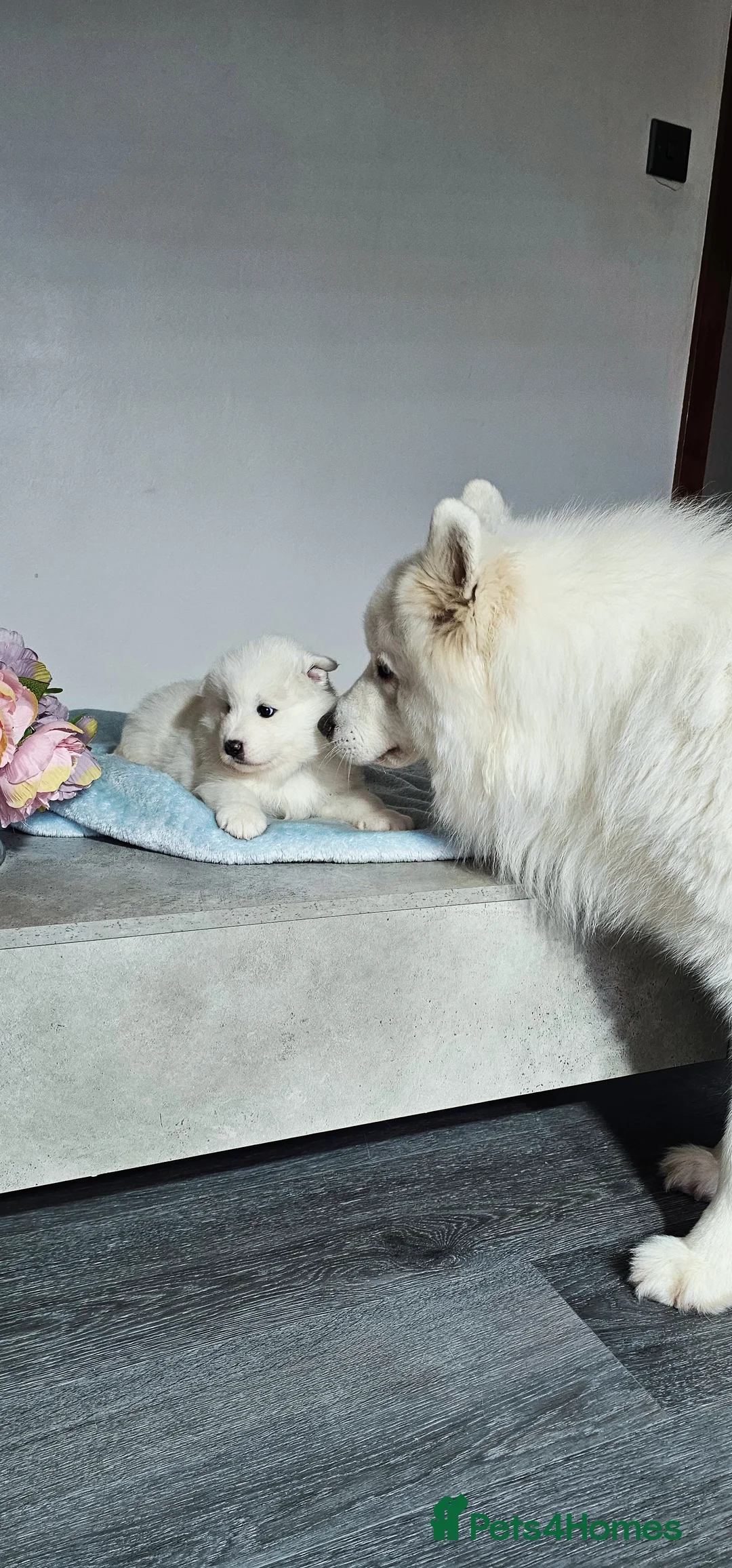 Samoyed dogs for sale: ‼️KC Registered Puppies!!!‼️ - Advert 20