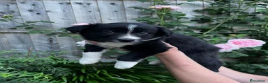 Border Collie Puppy 3