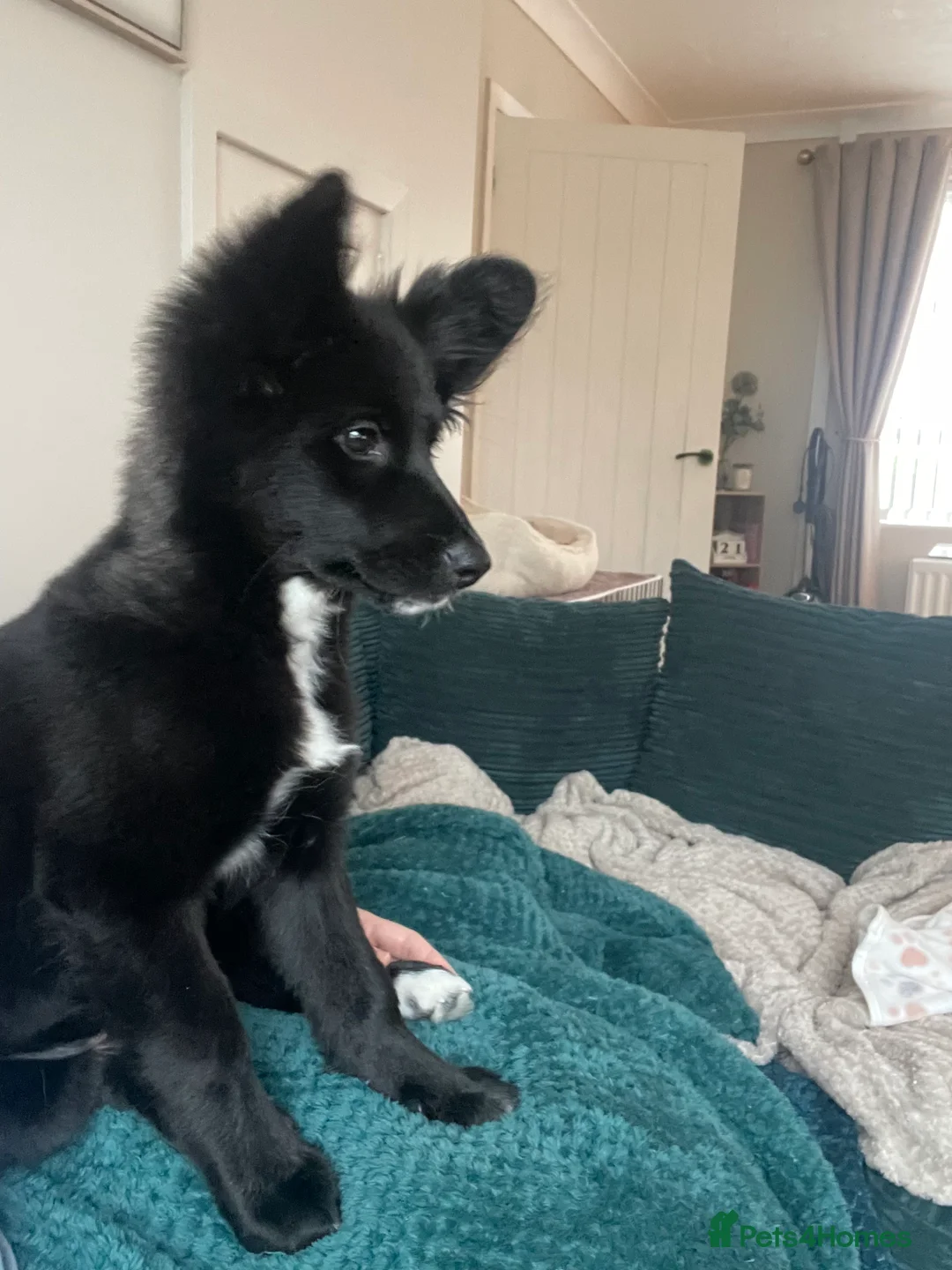 Mixed Breed dogs for sale: Beautiful girl  - Advert 12