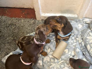 Miniature Dachshund dogs Miniature dachshund puppies - Advert 15