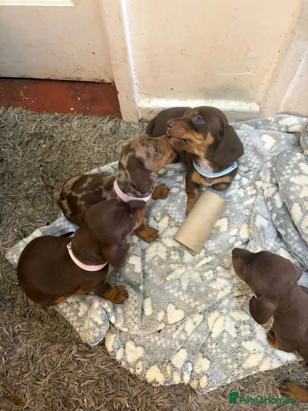Miniature Dachshund dogs for sale: Miniature dachshund puppies plz read description  - Advert 1