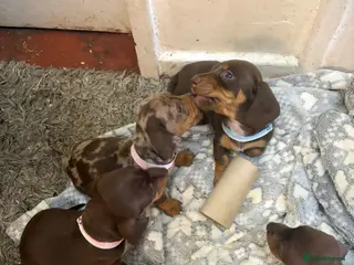 Miniature Dachshund dogs Miniature dachshund puppies - Advert 12