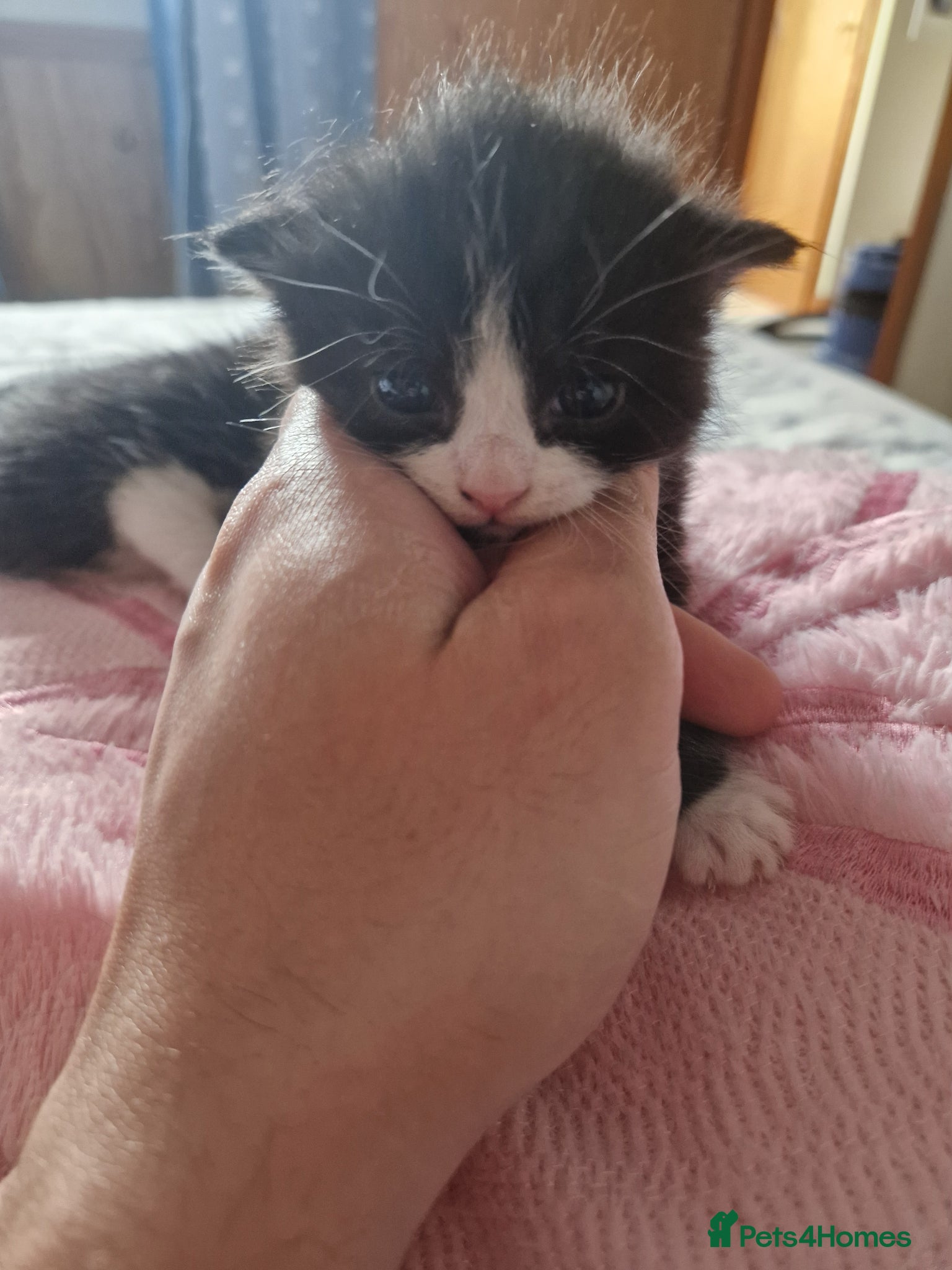 Mixed Breed cats for sale: Cat Tuxedo (Felix) - Advert 8