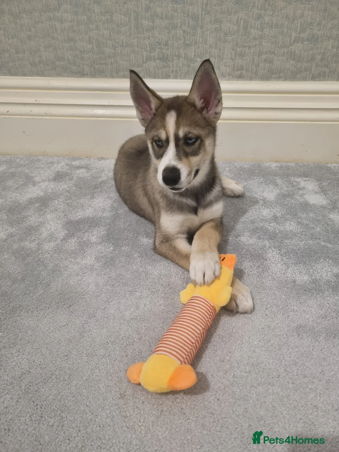 Siberian Husky dogs for sale: Rare Grey Agouti Girl Husky Puppy 💖 in Birmingham - Advert 4