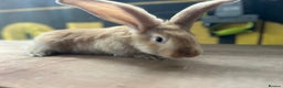 Continental Giant rabbits for sale: Pure continental giants  - Advert 2