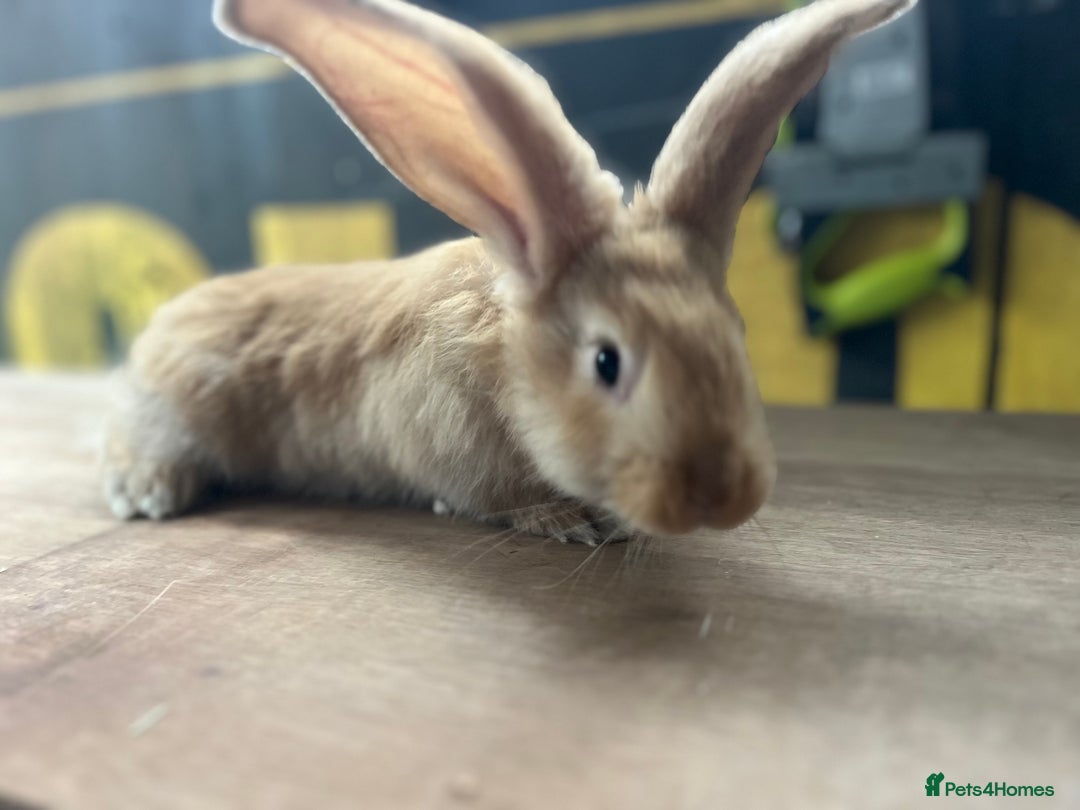 Continental Giant rabbits for sale: Pure continental giants  - Advert 2