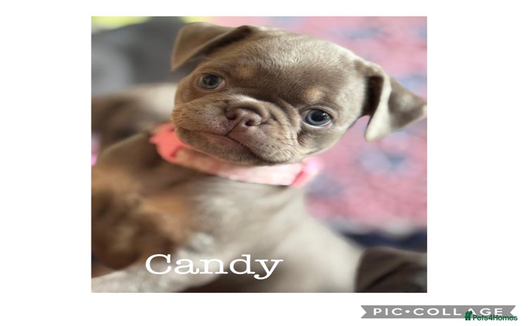 Frug dogs - Advert 4