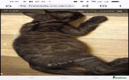 Bengal cats for sale: Bengal Adolescent & Young Adult Entire Males - Image 17