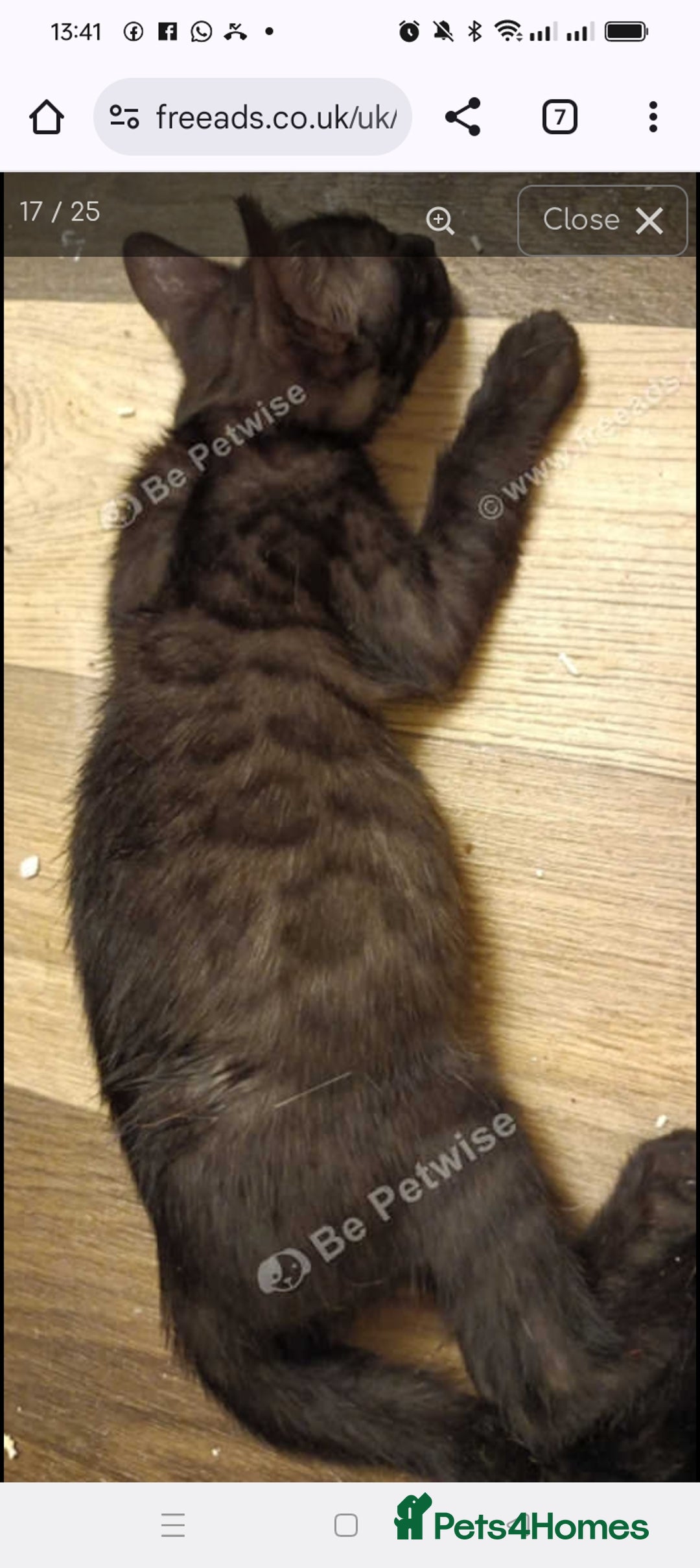 Bengal cats for sale: Bengal Adolescent & Young Adult Entire Males - Image 17
