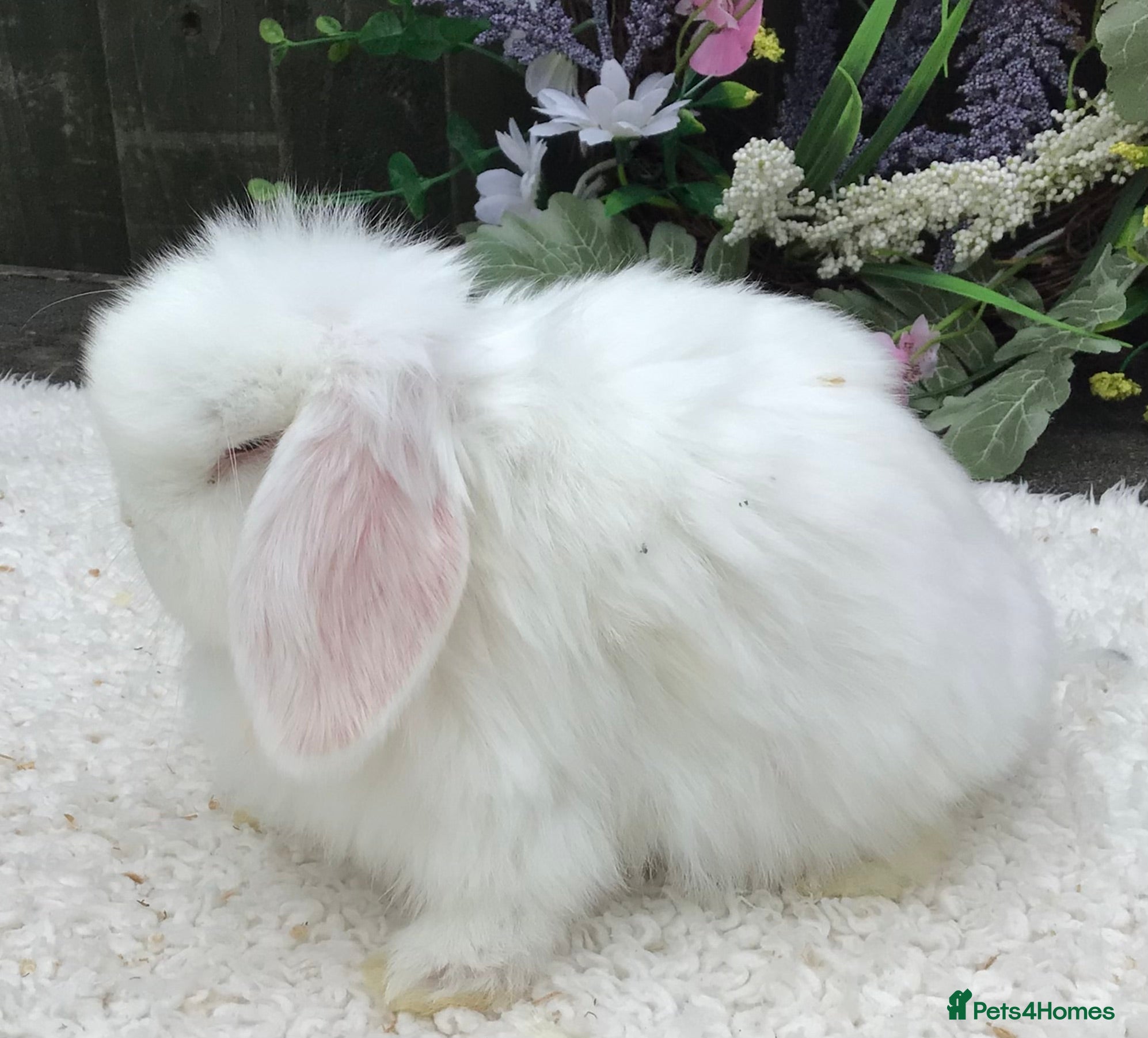 Mini Lop rabbits Mini lop doe - Advert 2