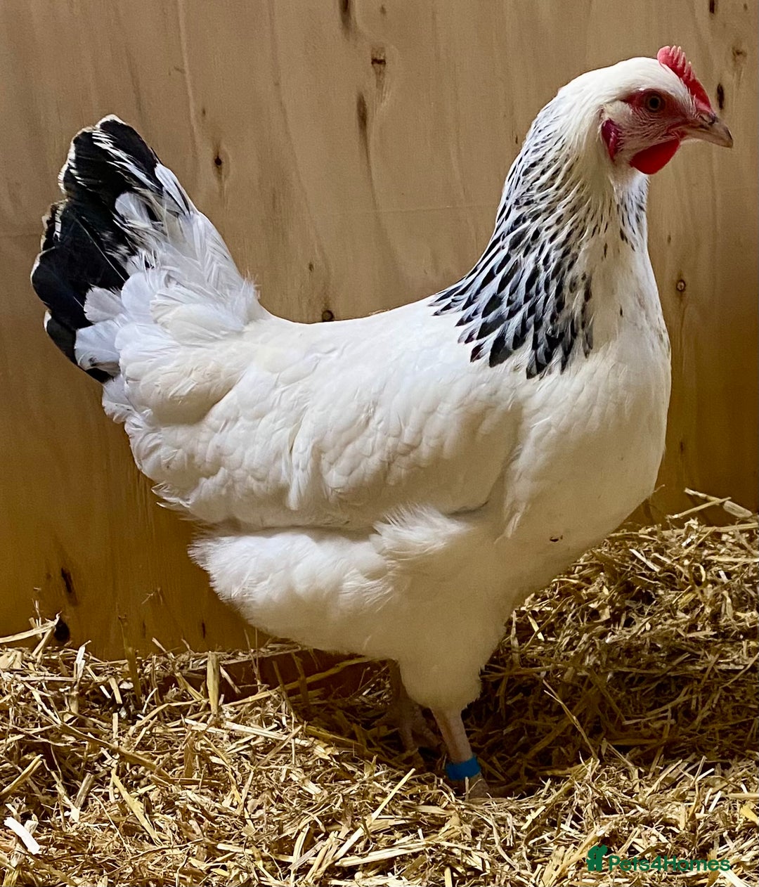 Chickens poultry for sale: Light Sussex  - Advert 1