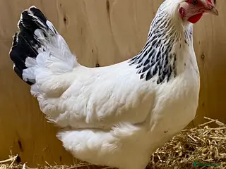 Chickens poultry Light Sussex - Advert 1