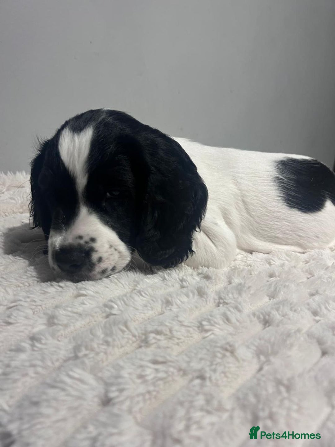 Sprocker dogs for sale: Sprocker Puppies For Sale - Advert 3