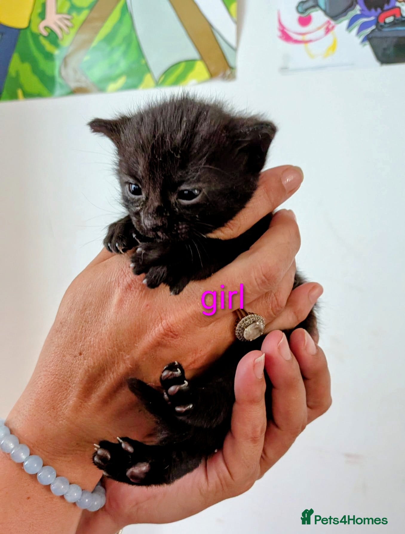 British Shorthair cats for sale: Kittens for sale in Kettering - Advert 5