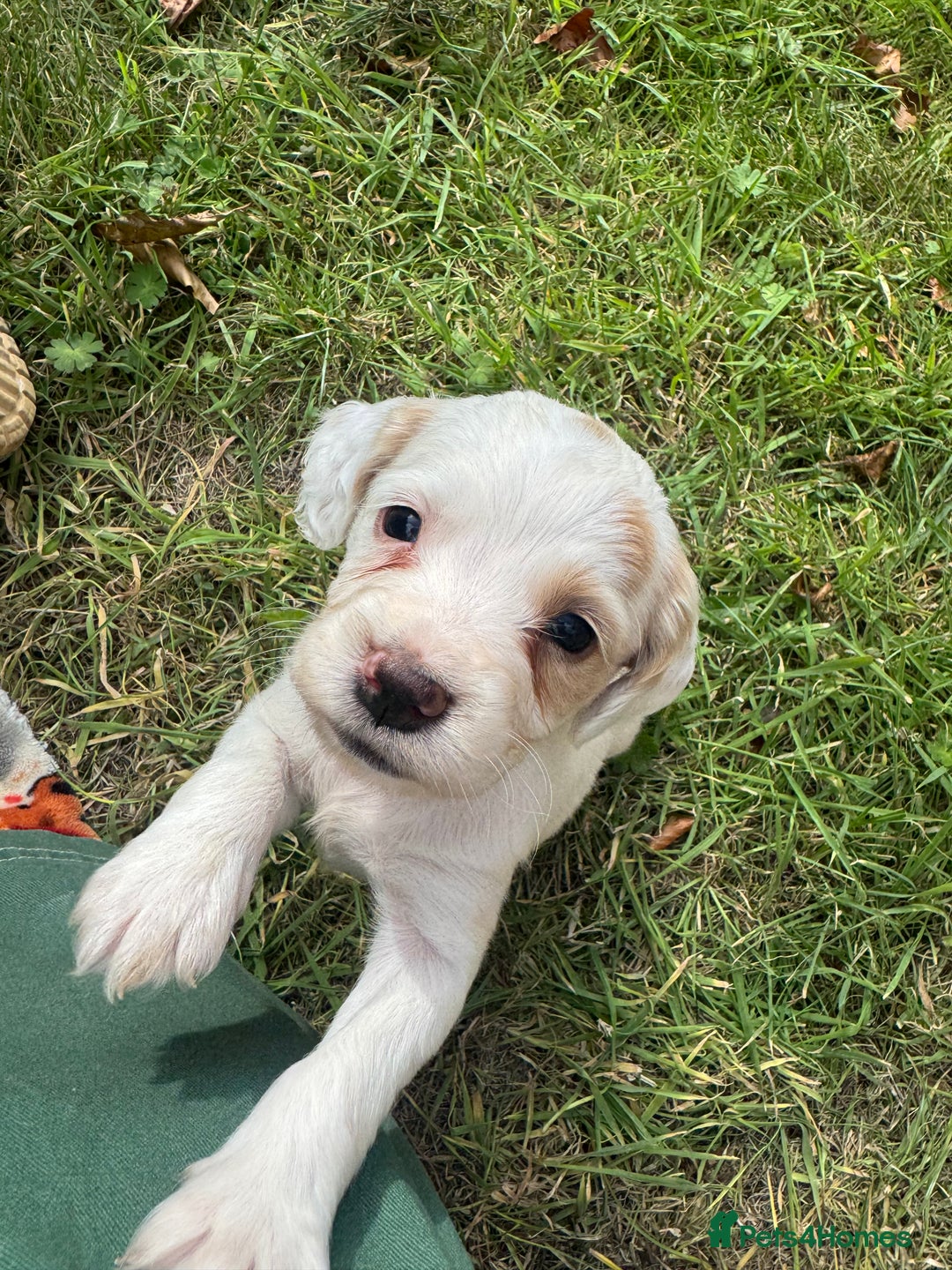 Sprocker dogs for sale: Working Sprocker puppies *3 girls left* - Image 3